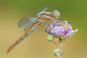 Nikon d7000, sigma 150 macro, cavalletto, scatto remoto, mup, esposizione manuale, F13, 1/13, iso 100