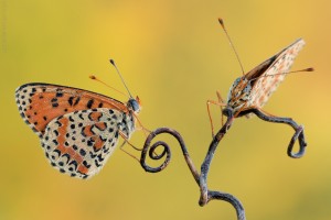 Nikon d7000, sigma 150 macro, cavalletto, scatto remoto, mup, esposizione manuale, F18, 1/8, iso 100