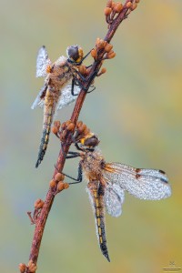 Nikon d7000, sigma 150 macro, cavalletto, scatto remoto, mup, esposizione manuale, F13, 1/5, iso 100