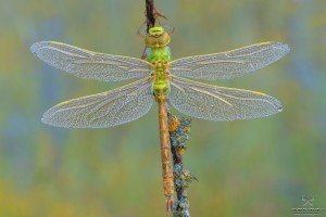 Nikon d7000, sigma 150 macro, cavalletto, scatto remoto, mup, esposizione manuale, F16, 1/8, iso 100