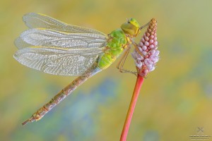 Nikon d7000, sigma 150 macro, cavalletto, scatto remoto, mup, esposizione manuale, F16, 1/15, iso 100