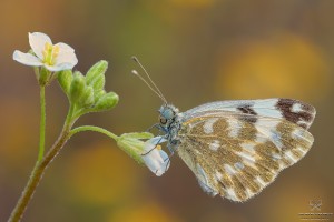 Nikon d7000, sigma 150 macro, cavalletto, scatto remoto, mup, esposizione manuale, F13, 1/10, iso 100