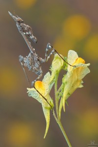 Nikon d7000, sigma 150 macro, cavalletto, scatto remoto, mup, esposizione manuale, F13, 1/10, iso 100