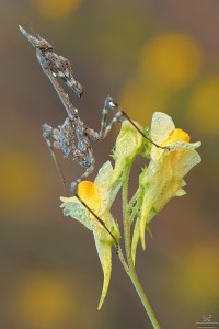 Nikon d7000, sigma 150 macro, cavalletto, scatto remoto, mup, esposizione manuale, F13, 1/10, iso 100