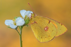 Nikon d7000, sigma 150 macro, cavalletto, scatto remoto, mup, esposizione manuale, F16, 1/15, iso 100