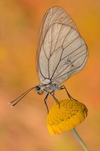 Nikon d7000, sigma 150 macro, cavalletto, scatto remoto, mup, esposizione manuale, F16, 1/15, iso 100