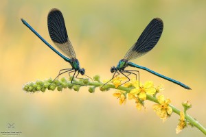 Nikon d7000, sigma 150 macro, cavalletto, scatto remoto, mup, esposizione manuale, F13, 1/10, iso 100