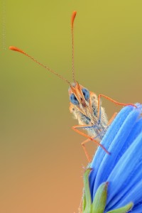 Nikon d7000, sigma 150 macro, cavalletto, scatto remoto, mup, esposizione manuale, F16, 1/4, iso 100