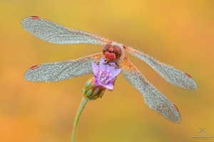 Nikon d7000, sigma 150 macro, cavalletto, scatto remoto, mup, esposizione manuale, F16, 1/2, iso 100