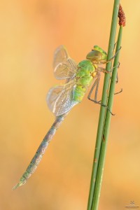 Nikon d7000, sigma 150 macro, cavalletto, scatto remoto, mup, esposizione manuale, F11, 1/40, iso 100