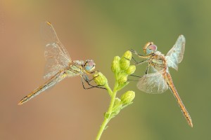 Nikon d7000, sigma 150 macro, cavalletto, scatto remoto, mup, esposizione manuale, F13, 1/13, iso 100