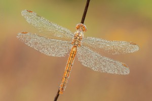 Nikon d7000, sigma 150 macro, cavalletto, scatto remoto, mup, esposizione manuale, F16, 1/2, iso 100