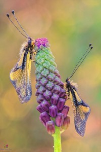 Canon 7d mark II, tamron 180 macro, cavalletto, scatto remoto, mup, esposizione manuale, F13, 1/5, iso 100