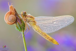 Canon 7d mark II, tamron 180 macro, cavalletto, scatto remoto, mup, esposizione manuale, F10, 1/13, iso 100