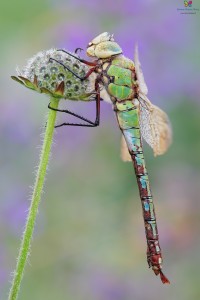 Canon 7d mark II, tamron 180 macro, cavalletto, scatto remoto, mup, esposizione manuale, F9, 1/6, iso 200