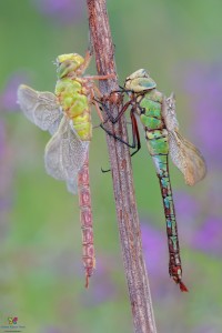 Canon 7d mark II, tamron 180 macro, cavalletto, scatto remoto, mup, esposizione manuale, F9, 1/10, iso 200