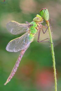 Canon 7d mark II, tamron 180 macro, cavalletto, scatto remoto, mup, esposizione manuale, F10, 1/15, iso 100