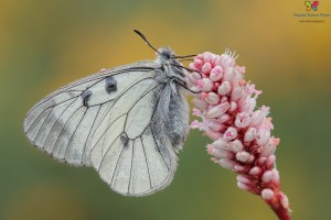 Canon 7d mark II, tamron 180 macro, cavalletto, scatto remoto, mup, esposizione manuale, F10, 1/2, iso 250