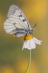 Canon 7d mark II, tamron 180 macro, cavalletto, scatto remoto, mup, esposizione manuale, F10, 1/6, iso 100