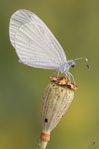 Canon 7d mark II, tamron 180 macro, cavalletto, scatto remoto, mup, esposizione manuale, F11, 1/20, iso 100