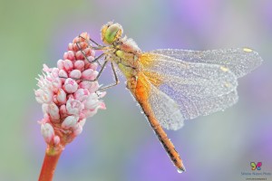 Canon 7d mark II, tamron 180 macro, cavalletto, scatto remoto, mup, esposizione manuale, F11, 1/4, iso 100