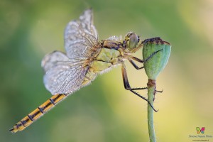 Canon 7d mark II, tamron 180 macro, cavalletto, scatto remoto, mup, esposizione manuale, F9, 1/15, iso 100