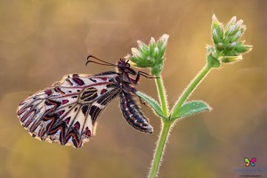 Canon 7d mark II, tamron 180 macro, cavalletto, scatto remoto, esposizione manuale, F10, 1/20, iso 100